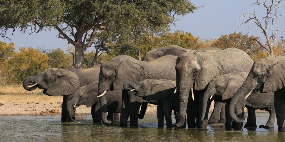 Elephants-at-water-compressor